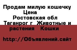 Продам милую кошечку. › Цена ­ 2 500 - Ростовская обл., Таганрог г. Животные и растения » Кошки   